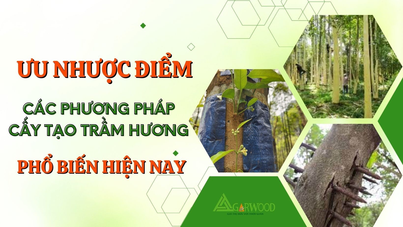 Ưu nhược điểm của các phương pháp cấy tạo trầm hương phổ biến hiện nay